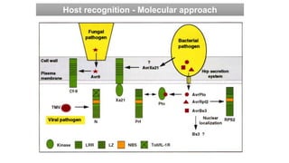 molecular basis of host pathogen interaction lecture 11 and 12.pdf