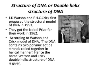Structure of DNA or Double helix
structure of DNA
• J.D.Watson and F.H.C.Crick first
proposed the structural model
of DNA in 1953.
• They got the Nobel Prize for
their work in 1962.
• According to Watson and
Crick model of DNA, ‘The DNA
contains two polynucleotide
strands coiled together in
helical manner’. Hence the
name Watson and Crick
double helix structure of DNA
is given.
 
