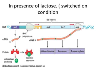 In presence of lactose. ( switched on
condition
 