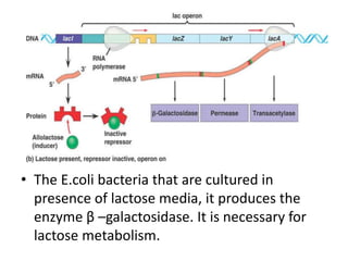 • The E.coli bacteria that are cultured in
presence of lactose media, it produces the
enzyme β –galactosidase. It is necessary for
lactose metabolism.
 