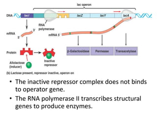 • The inactive repressor complex does not binds
to operator gene.
• The RNA polymerase II transcribes structural
genes to produce enzymes.
 