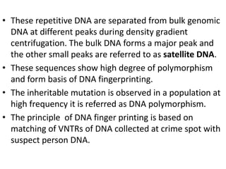 • These repetitive DNA are separated from bulk genomic
DNA at different peaks during density gradient
centrifugation. The bulk DNA forms a major peak and
the other small peaks are referred to as satellite DNA.
• These sequences show high degree of polymorphism
and form basis of DNA fingerprinting.
• The inheritable mutation is observed in a population at
high frequency it is referred as DNA polymorphism.
• The principle of DNA finger printing is based on
matching of VNTRs of DNA collected at crime spot with
suspect person DNA.
 