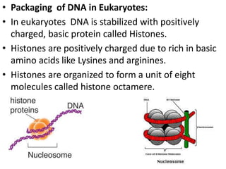 • Packaging of DNA in Eukaryotes:
• In eukaryotes DNA is stabilized with positively
charged, basic protein called Histones.
• Histones are positively charged due to rich in basic
amino acids like Lysines and arginines.
• Histones are organized to form a unit of eight
molecules called histone octamere.
 