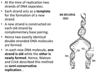 • At the time of replication two
strands of DNA separates.
• Each strand acts as a template
for the formation of a new
strand.
• A new strand is constructed on
each old strand by
complementary base pairing.
• Hence two exactly identical
double stranded DNA molecules
are formed.
• In each new DNA molecule, one
strand is old while the other is
newly formed. Hence, Watson
and Crick described this method
as semi-conservative
replication. .
 
