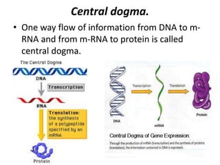 Central dogma.
• One way flow of information from DNA to m-
RNA and from m-RNA to protein is called
central dogma.
 