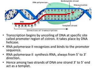 • Transcription begins by uncoiling of DNA at specific site
called promoter region of cistron. It takes place by DNA
helicase.
• RNA polymerase II recognizes and binds to the promoter
sequence.
• RNA polymerase II synthesis RNA, always from 5’ to 3’
direction.
• Hence among two strands of DNA one strand 3’ to 5’ end
act as a templet.
 