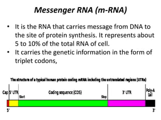 Messenger RNA (m-RNA)
• It is the RNA that carries message from DNA to
the site of protein synthesis. It represents about
5 to 10% of the total RNA of cell.
• It carries the genetic information in the form of
triplet codons,
 
