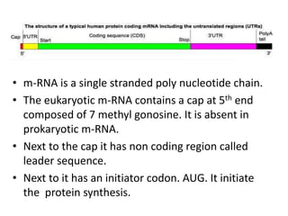 • m-RNA is a single stranded poly nucleotide chain.
• The eukaryotic m-RNA contains a cap at 5th end
composed of 7 methyl gonosine. It is absent in
prokaryotic m-RNA.
• Next to the cap it has non coding region called
leader sequence.
• Next to it has an initiator codon. AUG. It initiate
the protein synthesis.
 