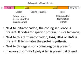 • Next to initiator codon, the coding sequence is
present. It codes for specific protein. It is called exon.
• Next to this terminator codon, UAA, UGA or UAG is
present. It terminates the protein synthesis.
• Next to this again non coding region is present.
• In eukaryotic m-RNA poly A tail is present at 3’ end.
 