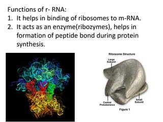 Functions of r- RNA:
1. It helps in binding of ribosomes to m-RNA.
2. It acts as an enzyme(ribozymes), helps in
formation of peptide bond during protein
synthesis.
 