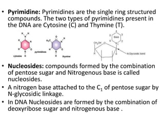• Pyrimidine: Pyrimidines are the single ring structured
compounds. The two types of pyrimidines present in
the DNA are Cytosine (C) and Thymine (T).
• Nucleosides: compounds formed by the combination
of pentose sugar and Nitrogenous base is called
nucleosides.
• A nitrogen base attached to the C1 of pentose sugar by
N-glycosidic linkage.
• In DNA Nucleosides are formed by the combination of
deoxyribose sugar and nitrogenous base .
 