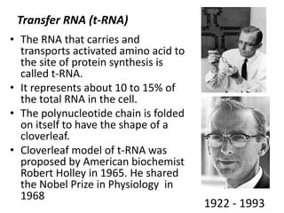 Transfer RNA (t-RNA)
• The RNA that carries and
transports activated amino acid to
the site of protein synthesis is
called t-RNA.
• It represents about 10 to 15% of
the total RNA in the cell.
• The polynucleotide chain is folded
on itself to have the shape of a
cloverleaf.
• Cloverleaf model of t-RNA was
proposed by American biochemist
Robert Holley in 1965. He shared
the Nobel Prize in Physiology in
1968
1922 - 1993
 