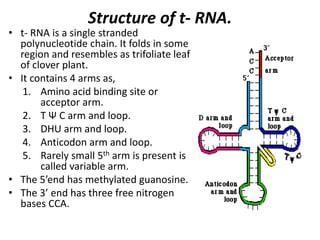 Structure of t- RNA.
• t- RNA is a single stranded
polynucleotide chain. It folds in some
region and resembles as trifoliate leaf
of clover plant.
• It contains 4 arms as,
1. Amino acid binding site or
acceptor arm.
2. T Ѱ C arm and loop.
3. DHU arm and loop.
4. Anticodon arm and loop.
5. Rarely small 5th arm is present is
called variable arm.
• The 5’end has methylated guanosine.
• The 3’ end has three free nitrogen
bases CCA.
 