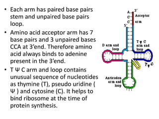 • Each arm has paired base pairs
stem and unpaired base pairs
loop.
• Amino acid acceptor arm has 7
base pairs and 3 unpaired bases
CCA at 3’end. Therefore amino
acid always binds to adenine
present in the 3’end.
• T Ѱ C arm and loop contains
unusual sequence of nucleotides
as thymine (T), pseudo uridine (
Ѱ ) and cytosine (C). It helps to
bind ribosome at the time of
protein synthesis.
 