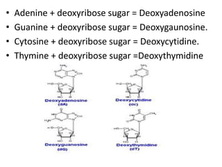 • Adenine + deoxyribose sugar = Deoxyadenosine
• Guanine + deoxyribose sugar = Deoxygaunosine.
• Cytosine + deoxyribose sugar = Deoxycytidine.
• Thymine + deoxyribose sugar =Deoxythymidine
 