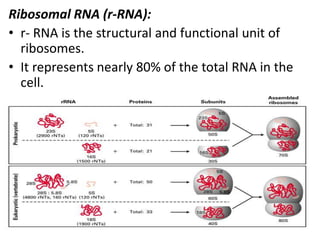 Ribosomal RNA (r-RNA):
• r- RNA is the structural and functional unit of
ribosomes.
• It represents nearly 80% of the total RNA in the
cell.
 