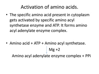 Activation of amino acids.
• The specific amino acid present in cytoplasm
gets activated by specific amino acyl
synthetase enzyme and ATP. It forms amino
acyl adenylate enzyme complex.
• Amino acid + ATP + Amino acyl synthetase.
Mg +2
Amino acyl adenylate enzyme complex + PPi
 