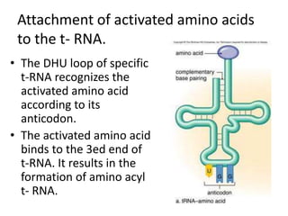 Attachment of activated amino acids
to the t- RNA.
• The DHU loop of specific
t-RNA recognizes the
activated amino acid
according to its
anticodon.
• The activated amino acid
binds to the 3ed end of
t-RNA. It results in the
formation of amino acyl
t- RNA.
 