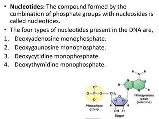 • Nucleotides: The compound formed by the
combination of phosphate groups with nucleosides is
called nucleotides.
• The four types of nucleotides present in the DNA are,
1. Deoxyadenosine monophosphate.
2. Deoxygaunosine monophosphate.
3. Deoxycytidine monophosphate.
4. Deoxythymidine monophosphate.
 