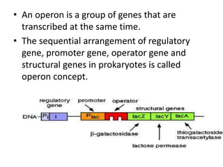 • An operon is a group of genes that are
transcribed at the same time.
• The sequential arrangement of regulatory
gene, promoter gene, operator gene and
structural genes in prokaryotes is called
operon concept.
 