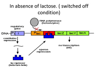 In absence of lactose. ( switched off
condition)
 