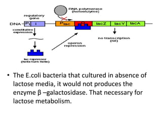 • The E.coli bacteria that cultured in absence of
lactose media, it would not produces the
enzyme β –galactosidase. That necessary for
lactose metabolism.
 