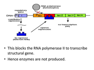• This blocks the RNA polymerase II to transcribe
structural gene.
• Hence enzymes are not produced.
 