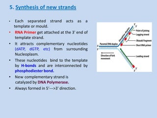 Molecular basis of Inheritance | PDF