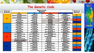 Short Genetic Code Example Molecular basis of inheritance | PDF