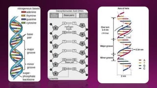 Molecular Basis of Inheritance.pptx