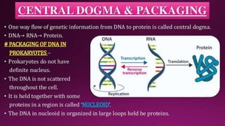 Molecular Basis of Inheritance.pptx