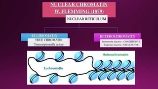 Molecular Basis of Inheritance.pptx