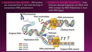 Molecular Basis of Inheritance.pptx