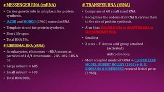 Molecular Basis of Inheritance.pptx