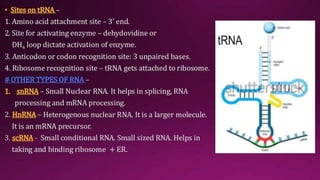 Molecular Basis of Inheritance.pptx