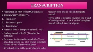 Molecular Basis of Inheritance.pptx