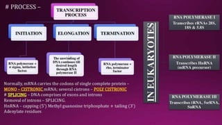 Molecular Basis of Inheritance.pptx
