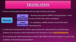 Molecular Basis of Inheritance.pptx