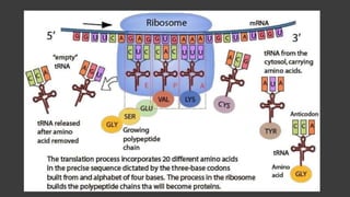 Molecular Basis of Inheritance.pptx