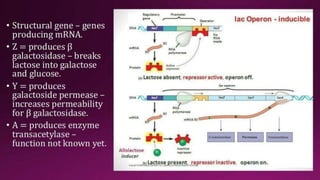 Molecular Basis of Inheritance.pptx
