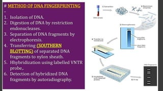 Molecular Basis of Inheritance.pptx