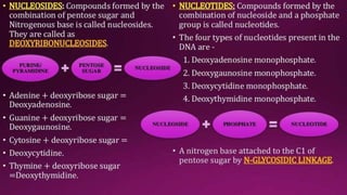 Molecular Basis of Inheritance.pptx