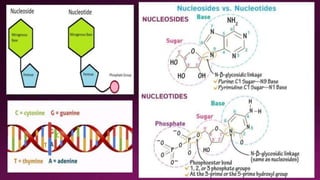 Molecular Basis of Inheritance.pptx