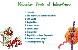 Molecular Basis of Inheritance
1. The DNA
2. The Search for Genetic Material
3. RNA World
4. Replication
5. Transcription
6. Genetic Code
7. Translation
8. Regulation of Gene Expression
9. Human Genome project
10. DNA Fingerprinting
 