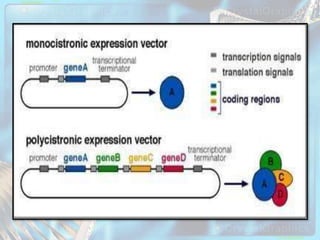 molecularbasisofinheritane-ppt- (1).pptx