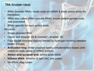 Trna Single Stranded molecularbasisofinheritane-ppt- (1).pptx