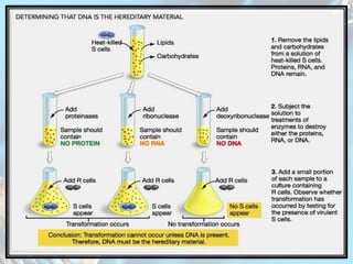Inheritane Example Molecular basis of inheritane ppt | PPSX