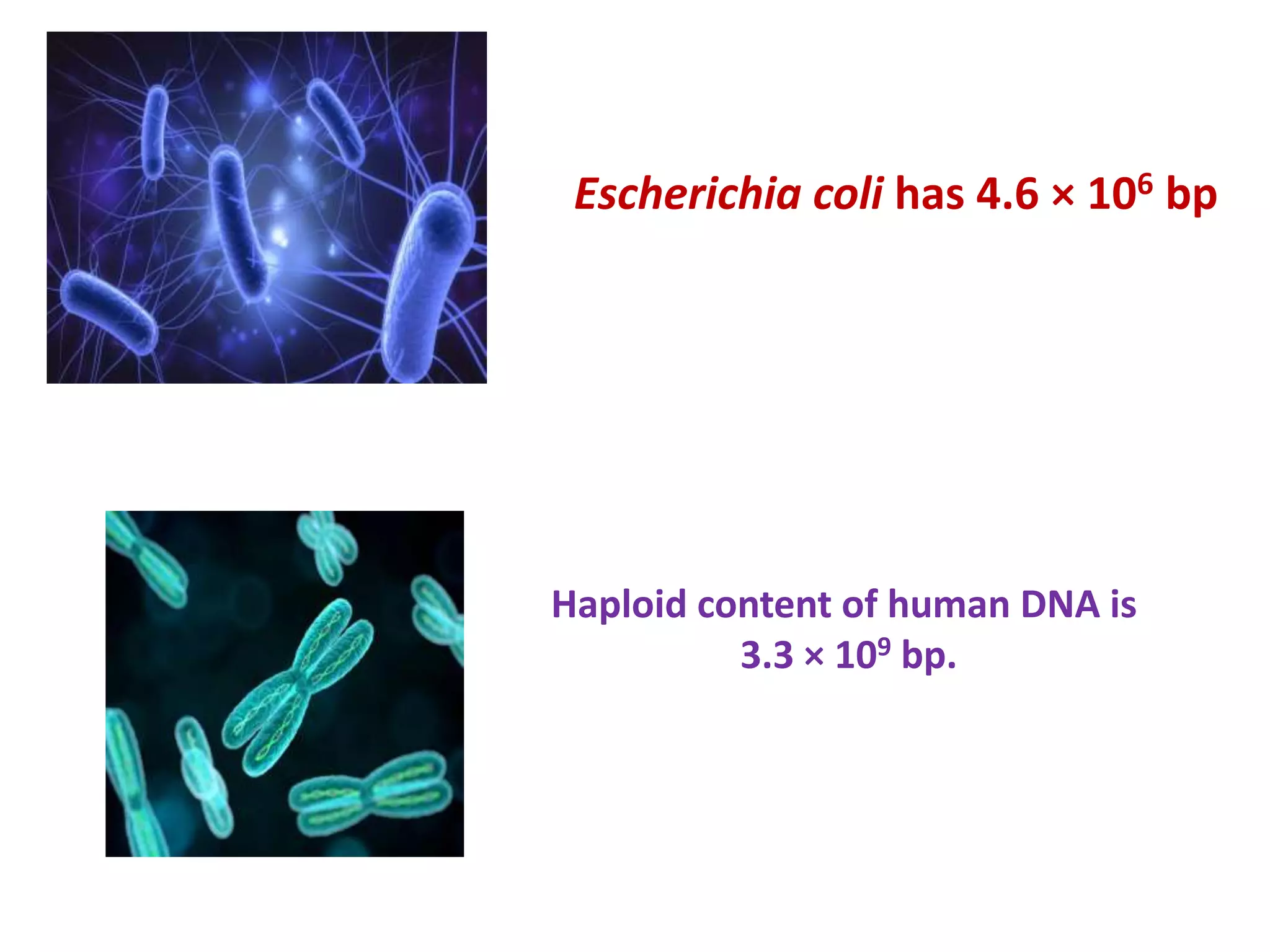Haploid content of human DNA is
3.3 × 109 bp.
Escherichia coli has 4.6 × 106 bp
 