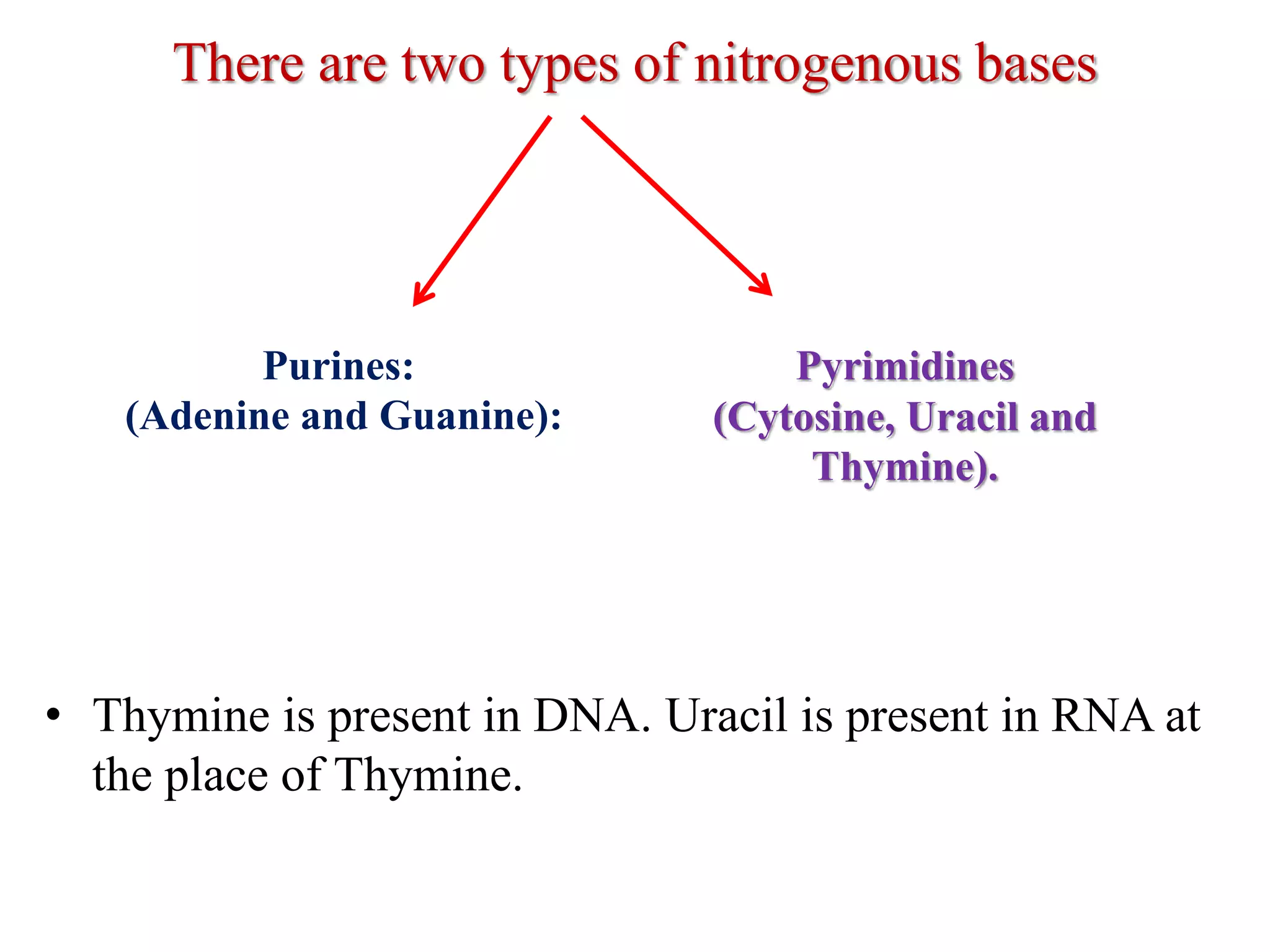 There are two types of nitrogenous bases
• Thymine is present in DNA. Uracil is present in RNA at
the place of Thymine.
Purines:
(Adenine and Guanine):
Pyrimidines
(Cytosine, Uracil and
Thymine).
 