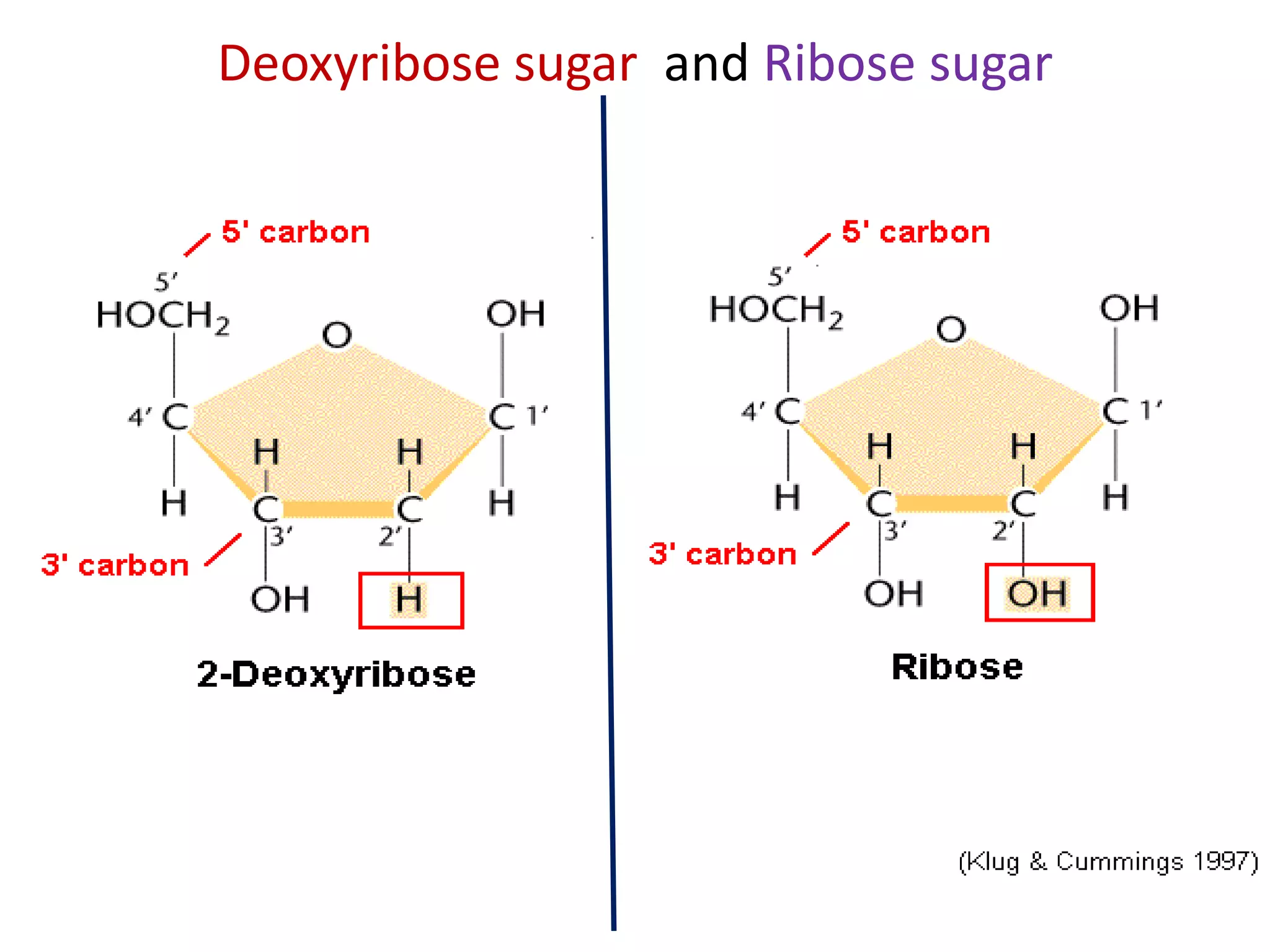 Deoxyribose sugar and Ribose sugar
 